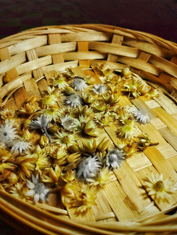 I Took 20 Captivating Shots Of Flowers