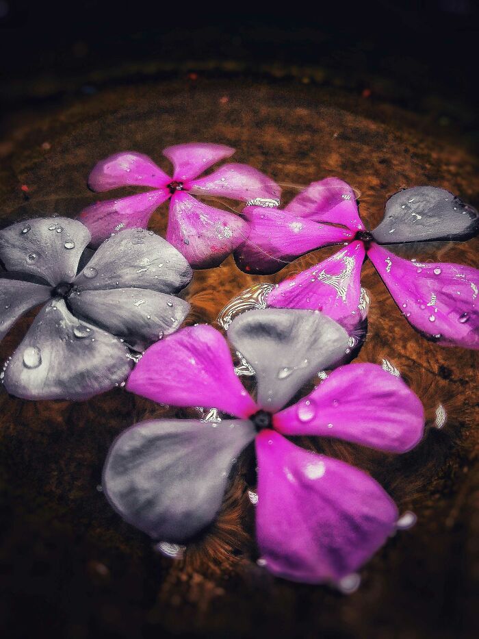 I Took 20 Captivating Shots Of Flowers