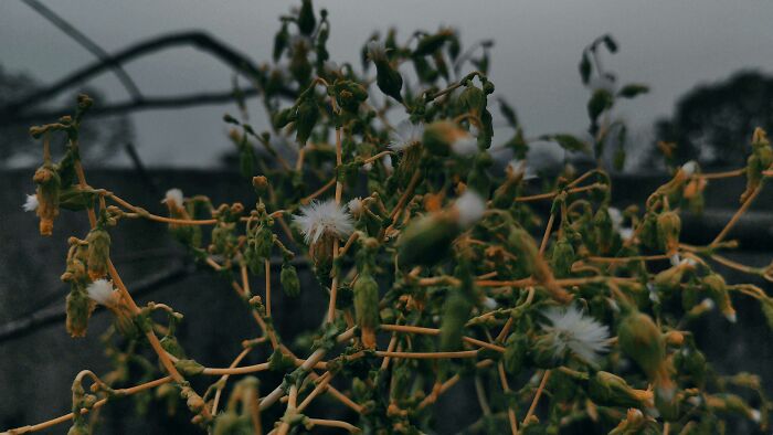 I Took 20 Captivating Shots Of Flowers