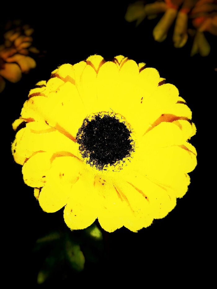 I Took 20 Captivating Shots Of Flowers