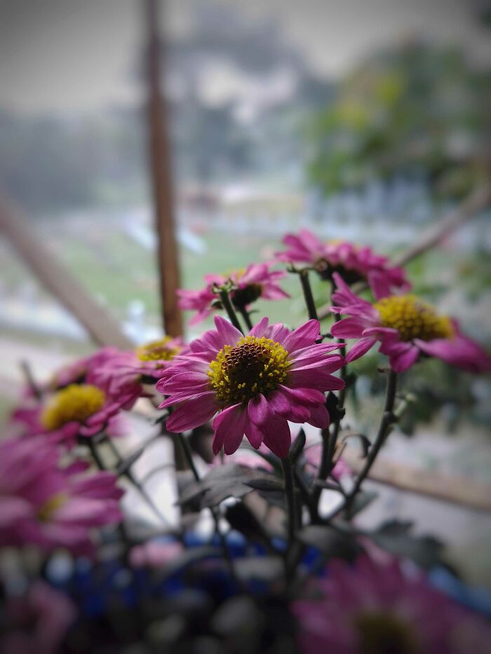 I Took 20 Captivating Shots Of Flowers