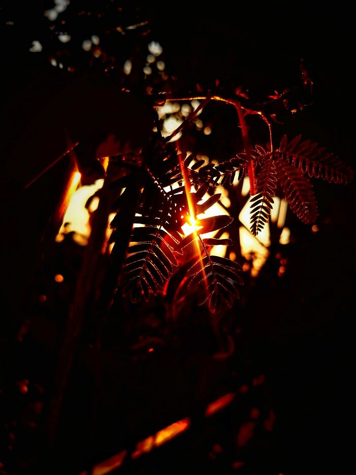 I Took 20 Captivating Shots Of Flowers