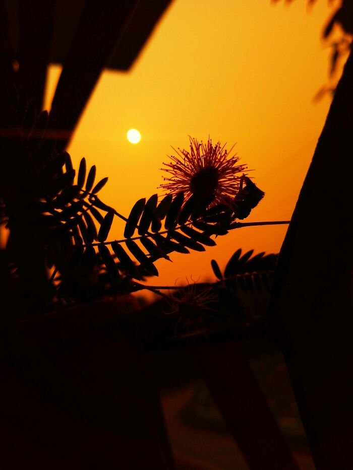 I Took 20 Captivating Shots Of Flowers