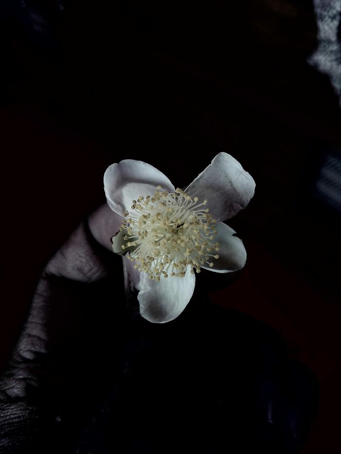 I Took 20 Captivating Shots Of Flowers