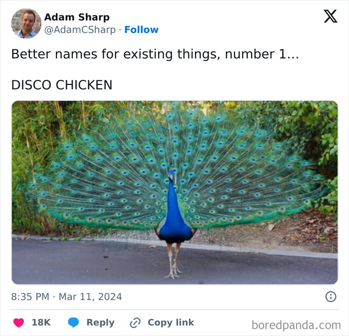 Peacock with vibrant feathers fanned out, featured in funny and cute animal memes to bring positivity.