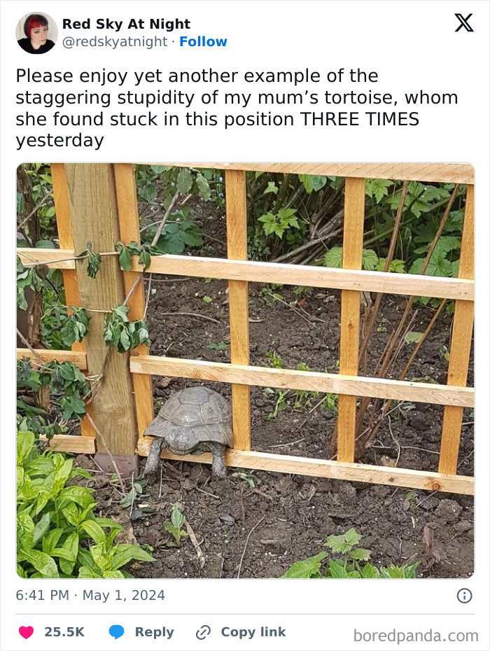 Tortoise stuck halfway through wooden garden fence, illustrating animals stuck in tricky situations with no clear escape.