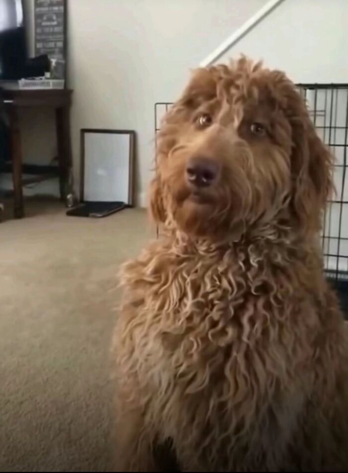 Curly-haired dog sitting awkwardly indoors with a hesitant expression in a typical home setting, pet awkward photo moment.