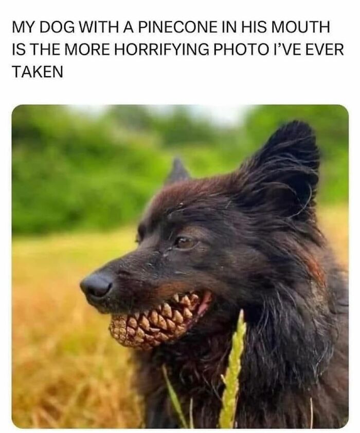 Black dog holding a pinecone in its mouth, featured in funny and cute animal memes to bring positivity.