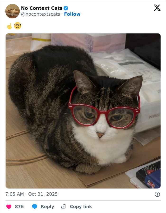 Cat wearing red glasses lying on a wooden floor, showcasing a quirky no context cats moment.