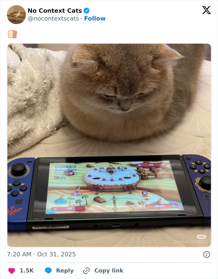 Cat intently watching a handheld gaming console screen, showcasing a colorful video game in a cozy setting.
