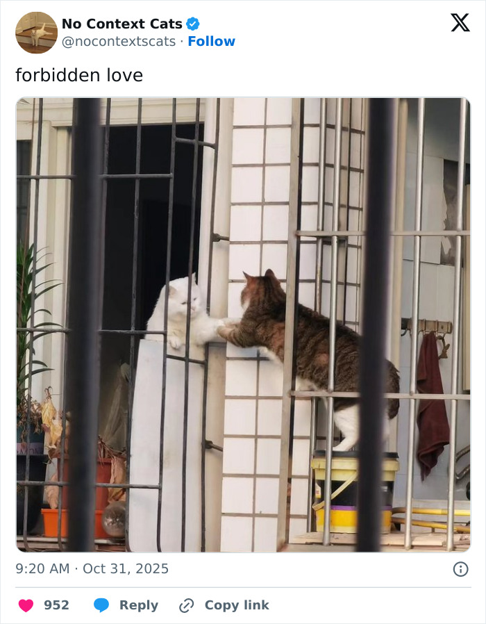 Two cats reaching out to each other through bars in a touching moment captured by No Context Cats.