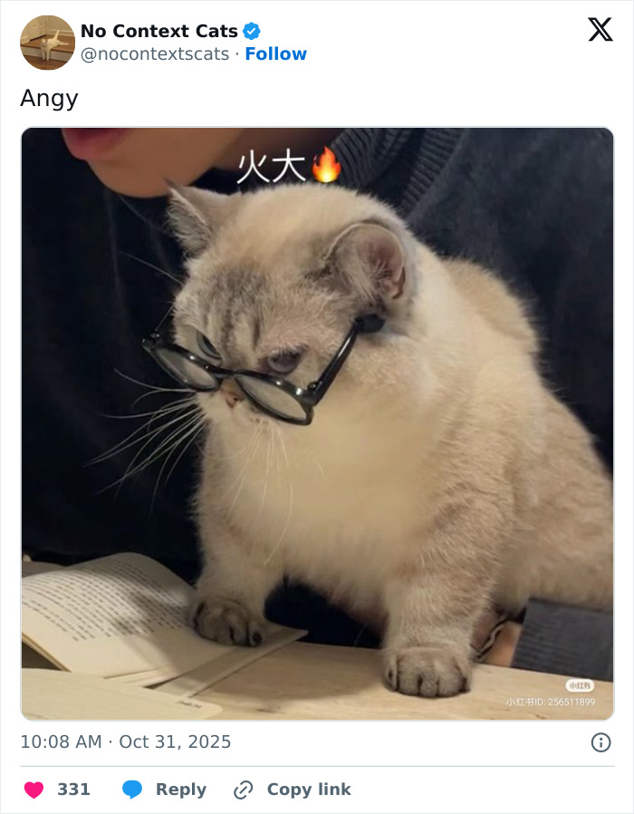 Angry cat wearing glasses, sitting on a book, captured in a no context cats image with an intense expression.