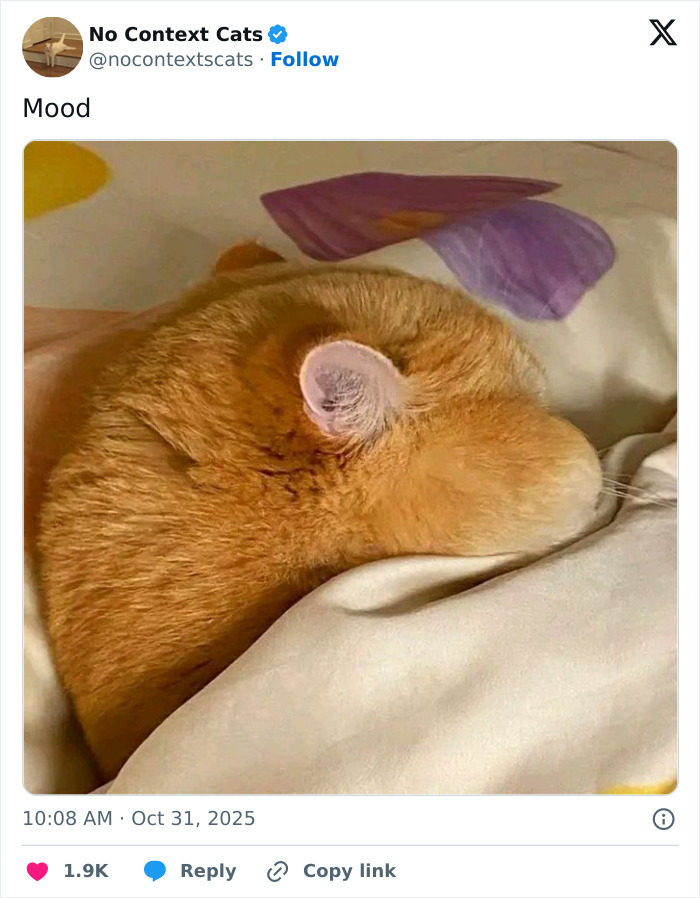 Orange cat curled up and sleeping peacefully on a bed, showcasing adorable no context cats charm.