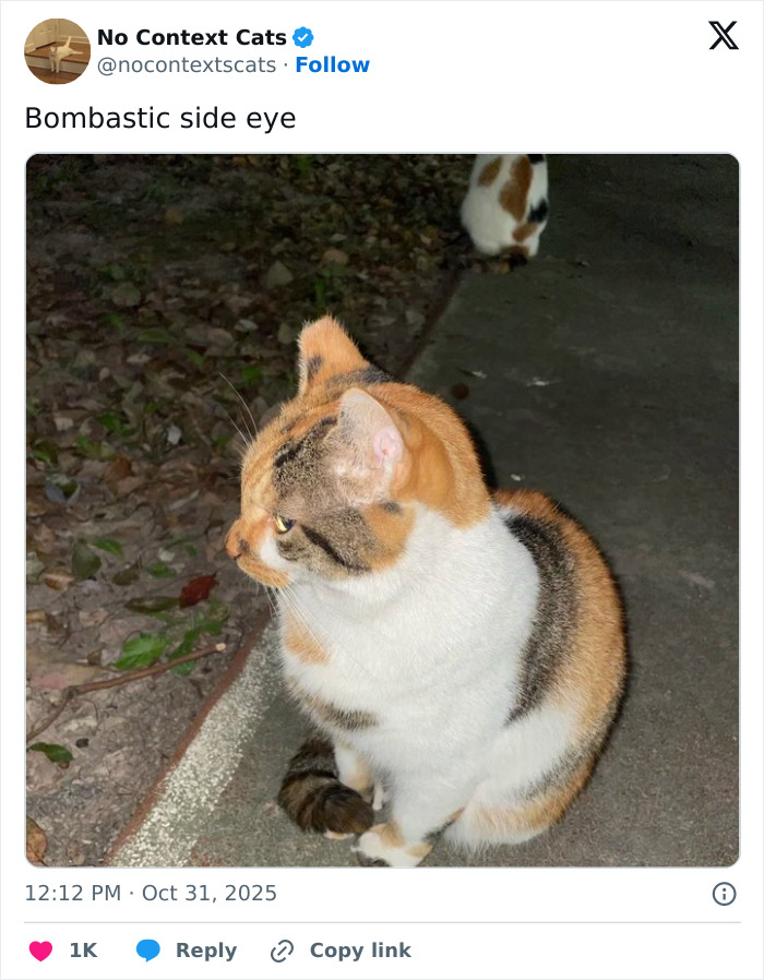 Calico cat giving a side eye glance while sitting on a pavement with another cat blurred in background.