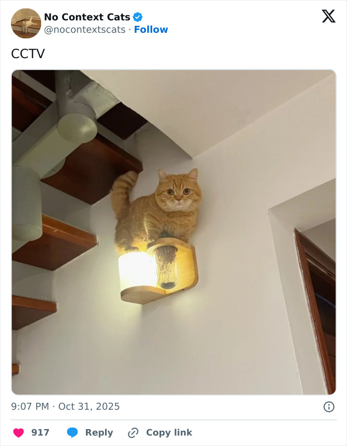 Orange cat sitting on a glowing wall lamp under wooden stairs in a home, showcasing no context cats humor.
