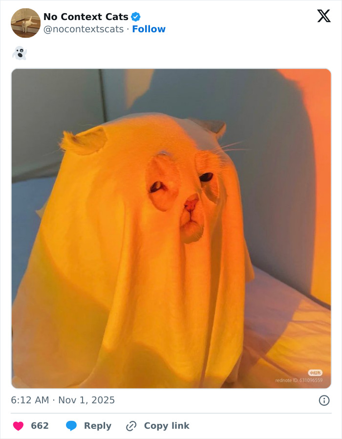 Cat covered with a glowing yellow cloth, creating a ghost-like effect in a no context cats image.