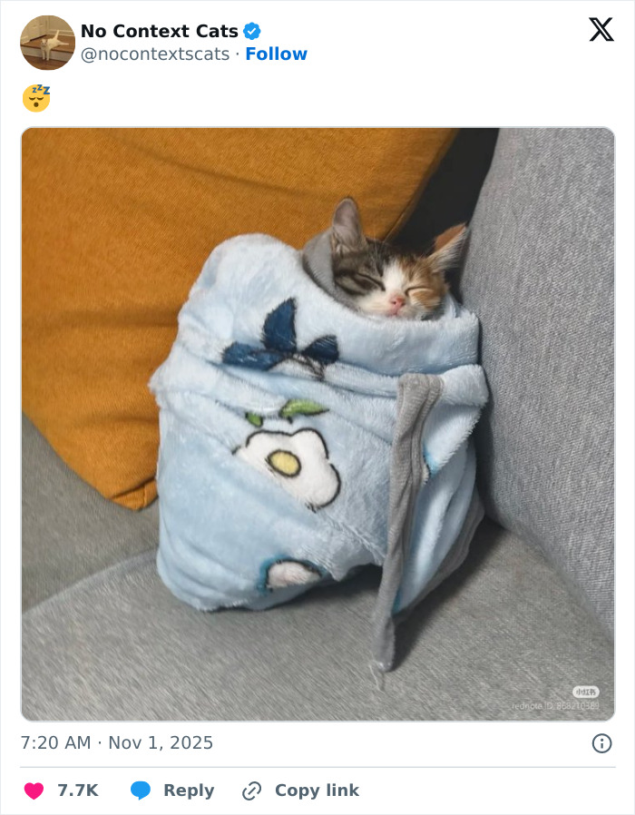 Sleeping cat wrapped snugly in a soft blanket on a couch, perfect example of no context cats charm and cuteness.