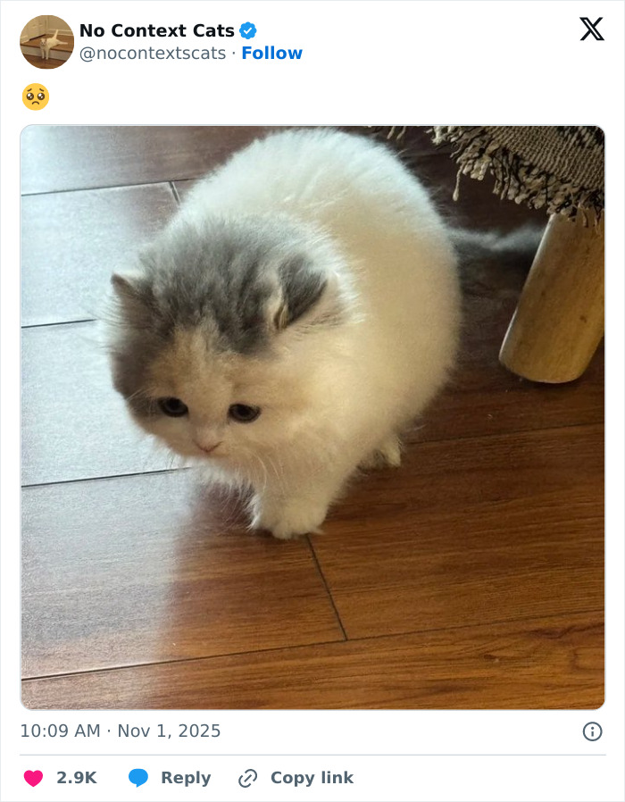 Fluffy white and gray cat with a sad expression on a wooden floor, perfect for no context cats content.