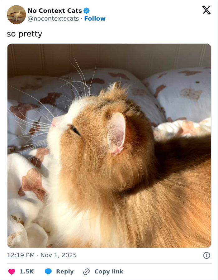 Fluffy orange and white cat basking in warm sunlight on patterned bedding, perfect no context cats image.
