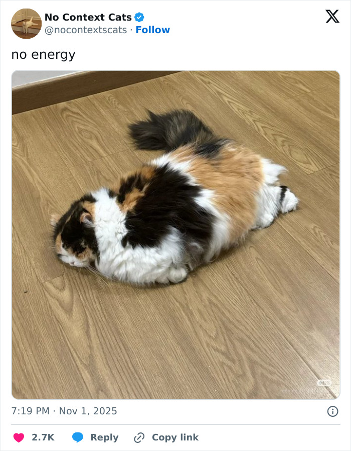 Fluffy calico cat lying flat on wooden floor with no energy, featured in no context cats image collection.
