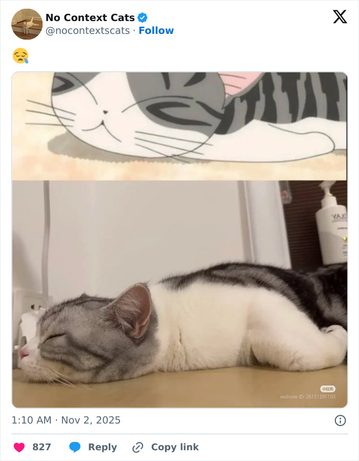 Sleeping gray and white cat lying on a table, resembling a cartoon cat illustration in the no context cats collection.