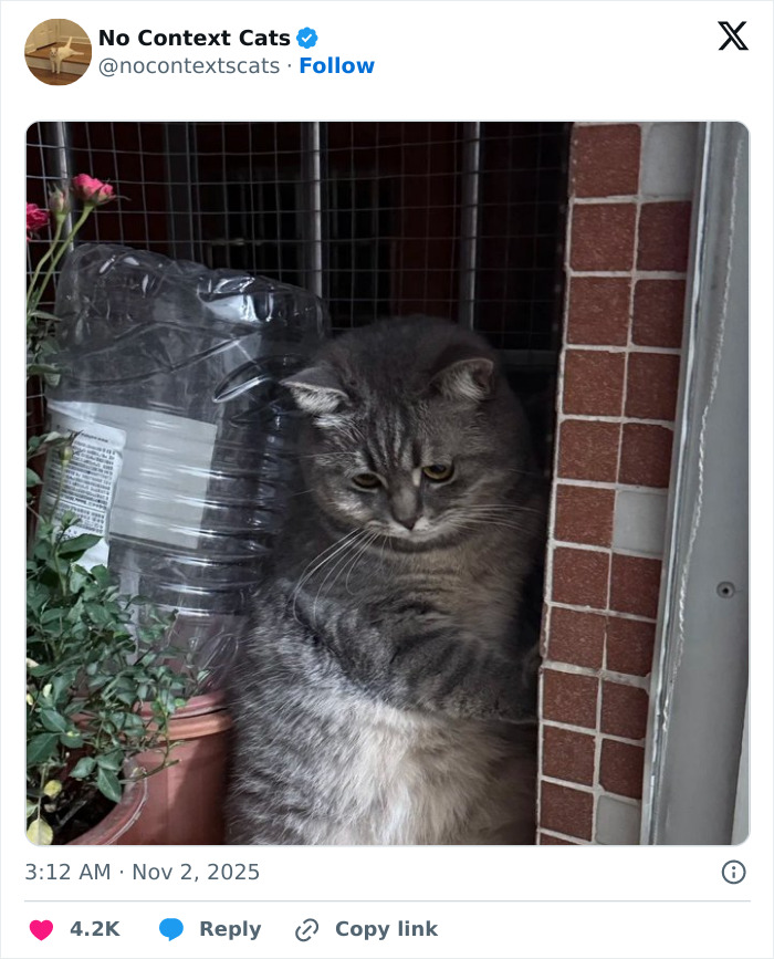 Gray tabby cat standing against a tiled wall next to plants and a large empty plastic water bottle in no context cats image.