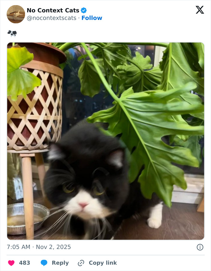 Black and white cat partially hidden under large green plant leaves indoors with plant pot and food dish nearby, no context cats.
