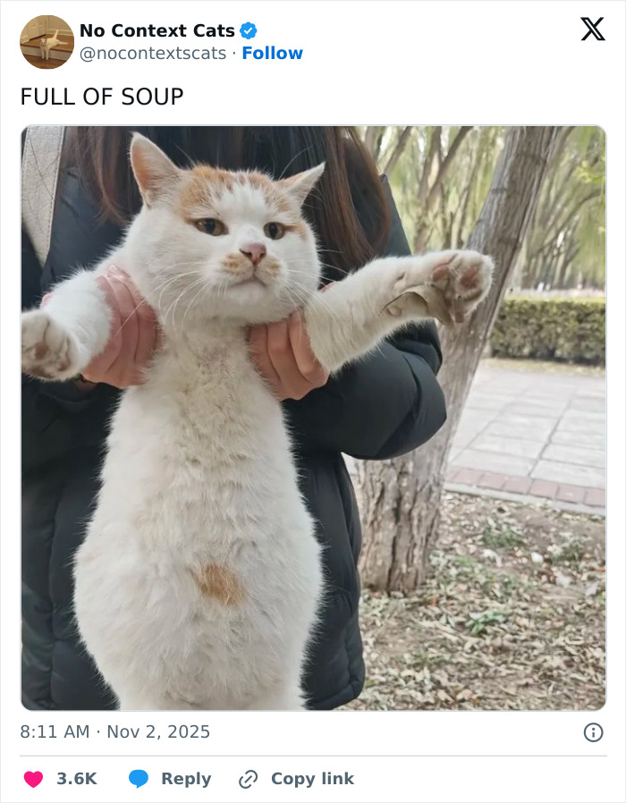 White and orange cat held up with paws outstretched in an outdoor park setting, featured in no context cats collection.