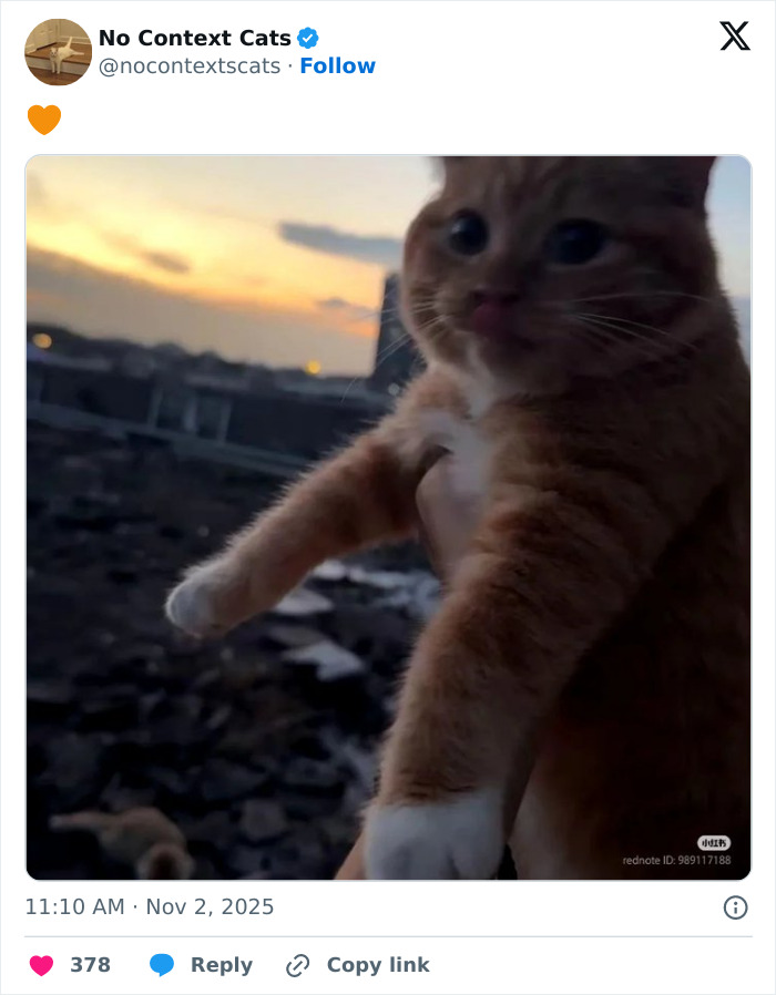 Orange and white cat held up against a blurred sunset background, showcasing a no context cats moment.