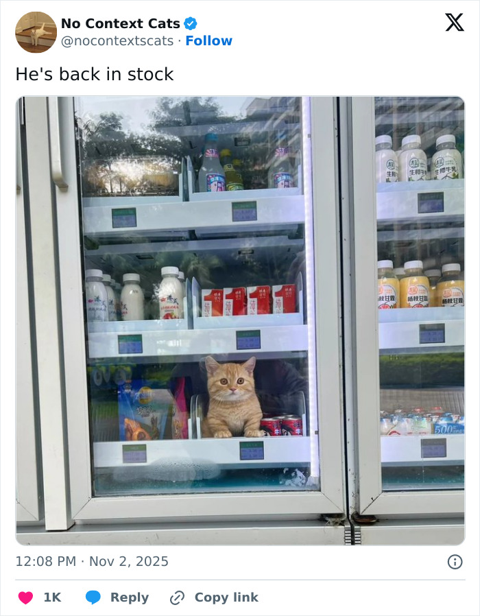 Orange cat sitting inside a refrigerated vending machine among drinks and snacks, showcasing a no context cats moment.