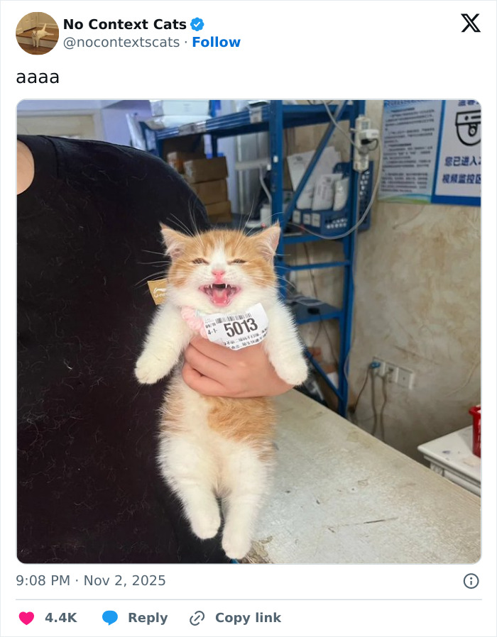 Smiling orange and white kitten wearing a numbered tag being held by a person, perfect for no context cats content.