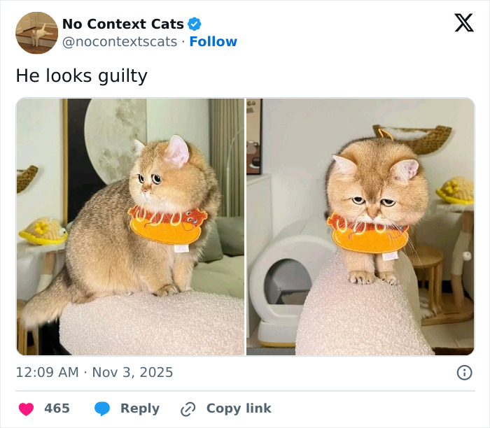 Fluffy cat wearing a hot dog costume perched on a soft surface, showing a guilty expression indoors.