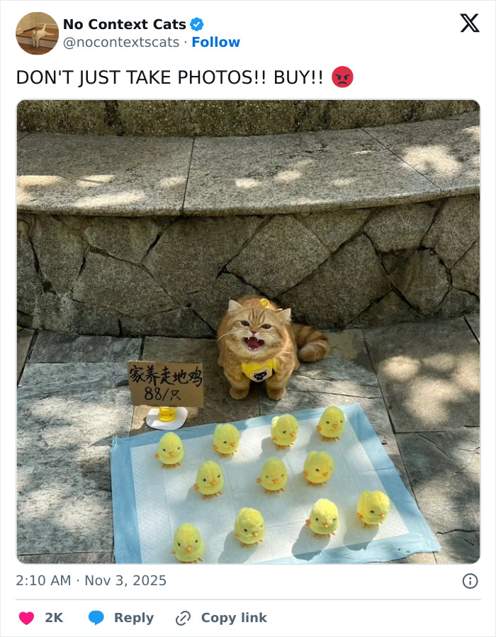 Angry cat sitting behind a group of toy chicks on a stone floor, illustrating no context cats humor.