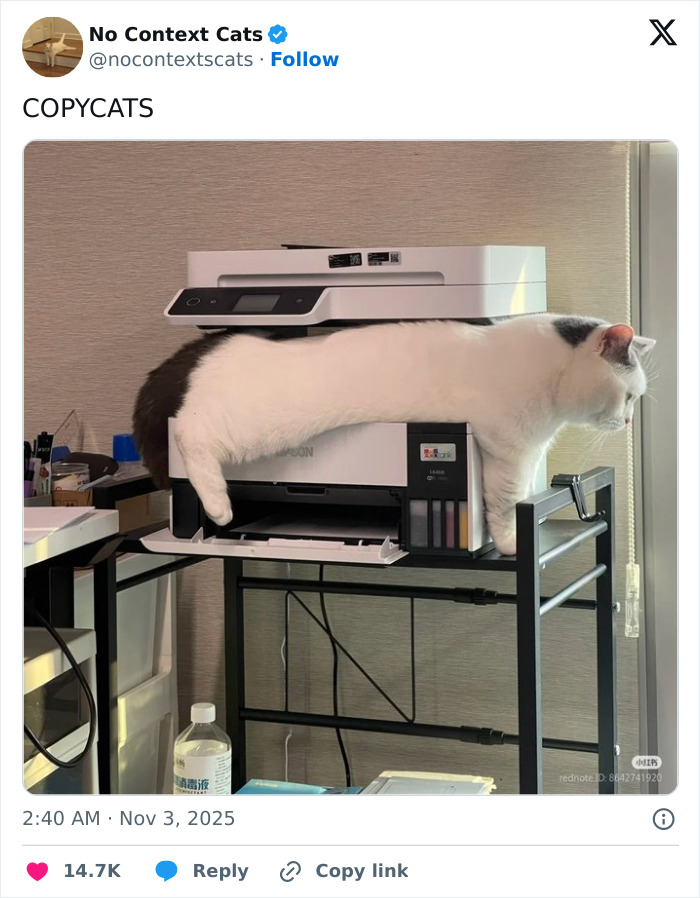 White and black cat stretched out on a printer resembling a copycat in a humorous no context cats image.