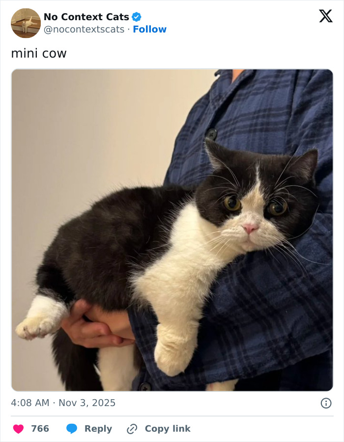 Black and white cat with wide eyes held by person in blue plaid shirt, featured in No Context Cats collection.