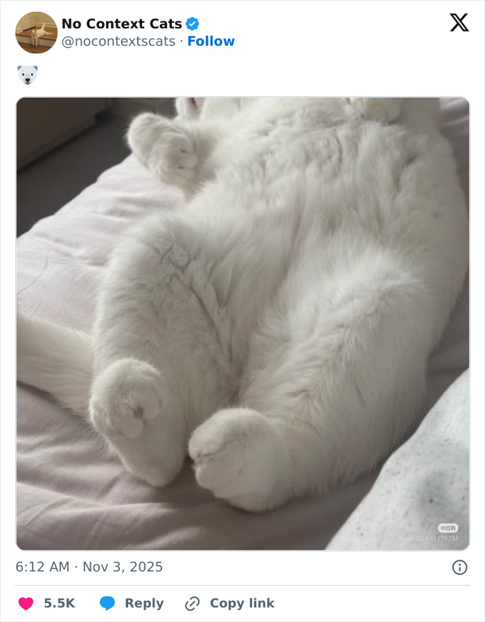 Fluffy white cat lying on its back with paws curled, showcasing adorable no context cats moment on a soft bed.