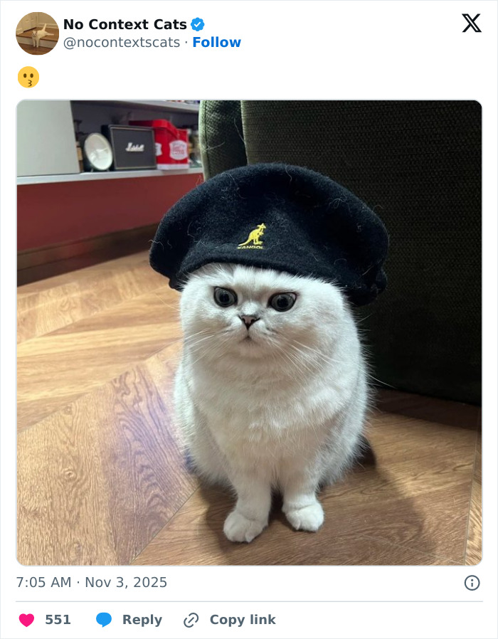 Fluffy white cat wearing a black Kangol hat sitting on wooden floor indoors, a perfect no context cats image.