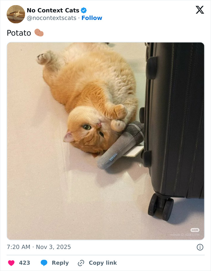 Orange cat lying on the floor next to a suitcase and a small plush potato toy, a charming no context cats image.