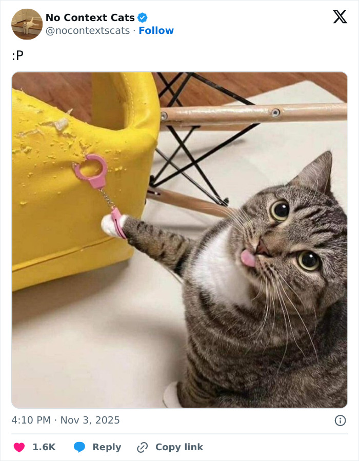 Tabby cat with tongue out holding pink handcuffs attached to a scratched yellow chair in no context cats image.
