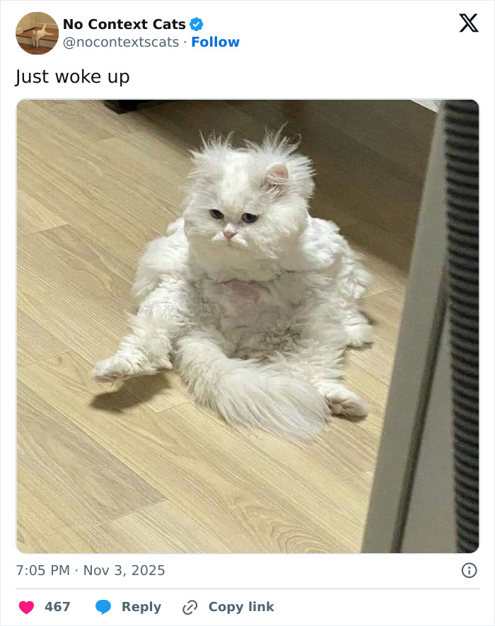 Fluffy white cat sitting awkwardly on wooden floor with a sleepy expression in a no context cats image.