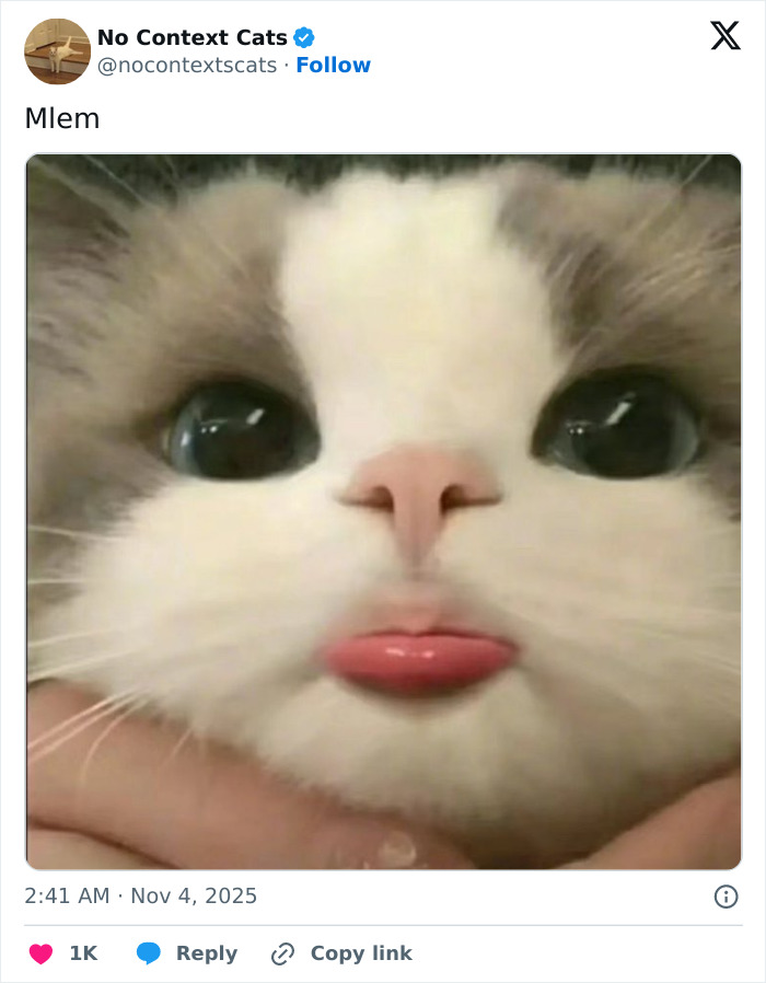 Close-up of a cat with blue eyes and a pink tongue sticking out, showcasing charming no context cats expression.