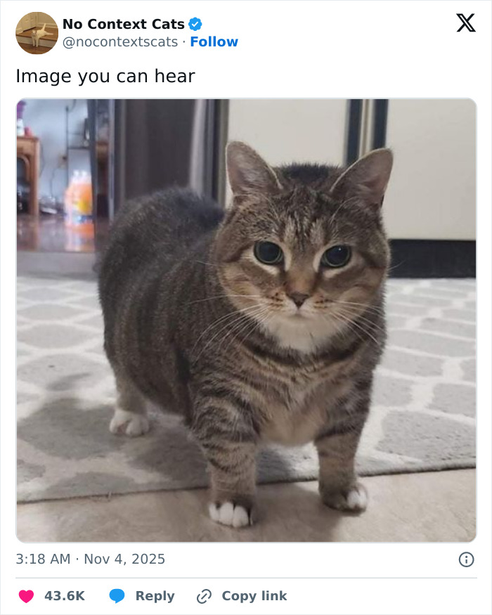 Tabby cat with short legs standing on a gray patterned rug in a kitchen, perfect example of no context cats charm.