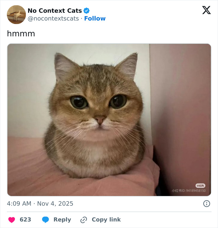 Round-faced cat with large eyes resting on a pink surface, featured in no context cats collection.