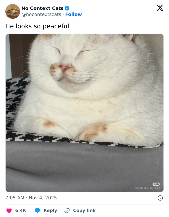 White cat with orange markings resting peacefully on a black and white patterned cushion, featured in no context cats collection.
