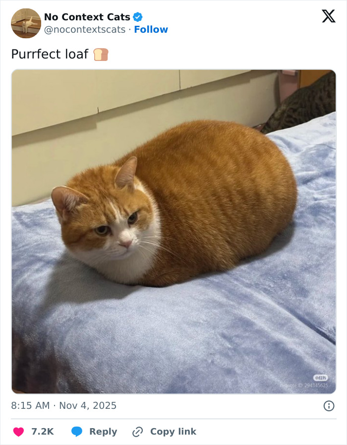 Orange and white cat loafing on a soft blue blanket, showcasing a perfect no context cats moment.