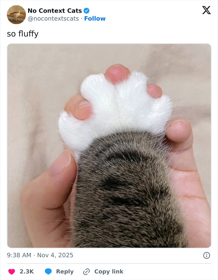 Close-up of a fluffy cat paw being gently held, showcasing soft white fur and striped markings, no context cats image.