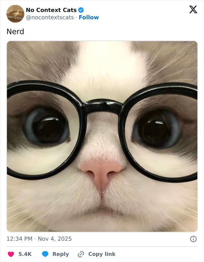 Close-up of a cat wearing round glasses with wide eyes, a charming image from no context cats collection.