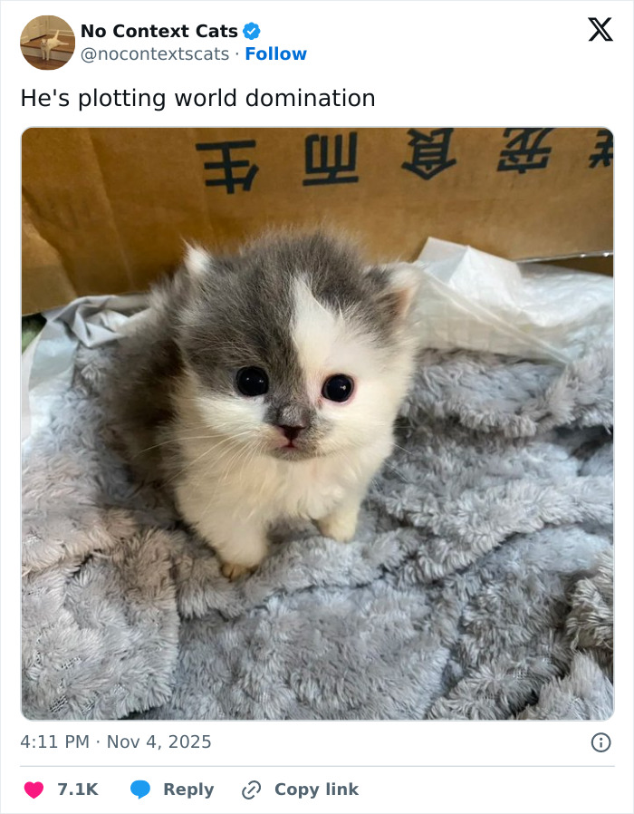 Fluffy gray and white kitten with big eyes sitting on a soft blanket in a cozy setting, no context cats.