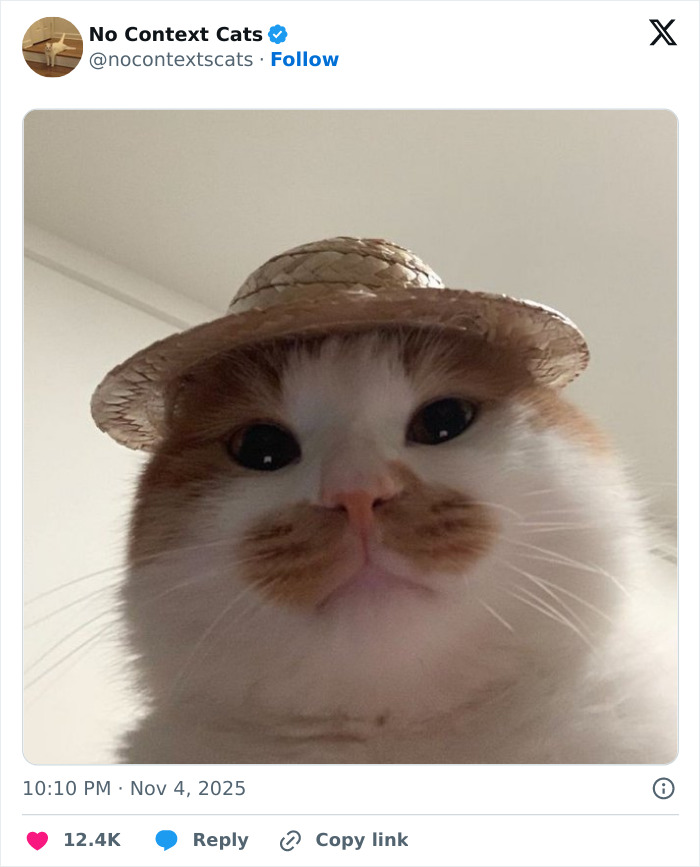 Cat wearing a small straw hat looking directly at the camera in a close-up shot for no context cats.