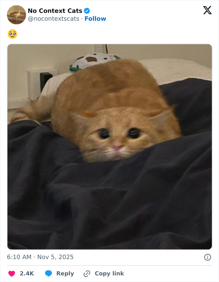 Blurry orange cat lying low on a dark blanket with wide eyes, part of no context cats collection.